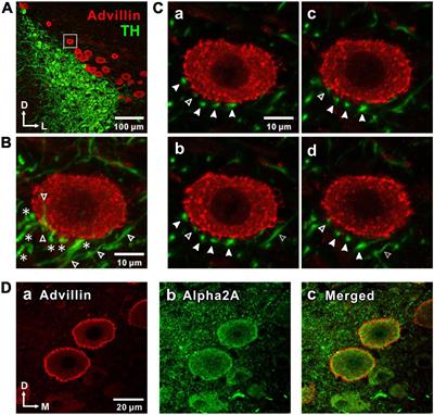 The Nature of Noradrenergic Volume Transmission From Locus Coeruleus to Brainstem Mesencephalic Trigeminal Sensory Neurons